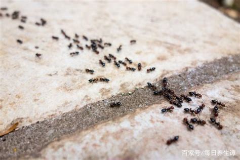 家中很多螞蟻 腳底板長痣